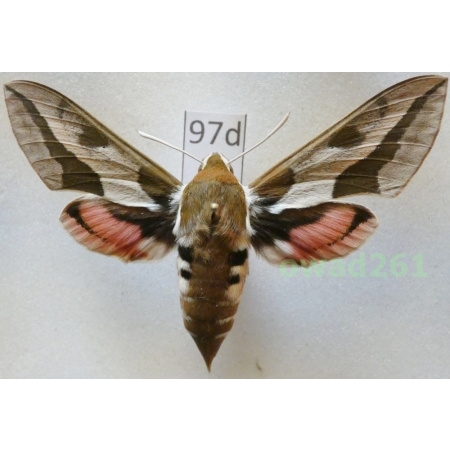 Hyles euphorbiae (Linnaeus, 1758) Czech 66mm97d
